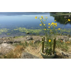 Smørblomster i sand​​​