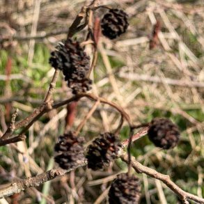 Det er godt at sanke kogler til limteknik om for�ret