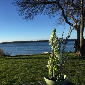 Gæslingegrene varsler forår