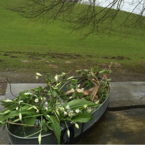 Ramsløg og anemoner i forårssymfoni