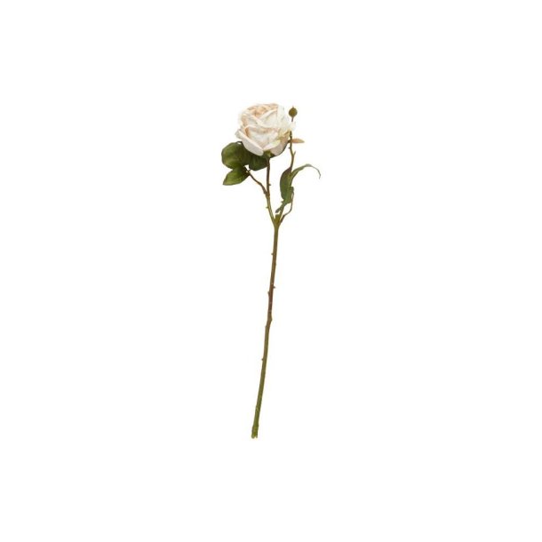 Rose, sart rosa, 44 cm