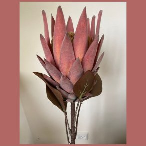 Protea 75 cm