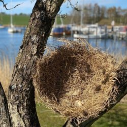 For�r med limteknik - Ringsted