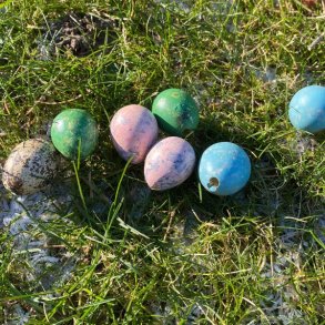 Vagtel�g i mange farver 