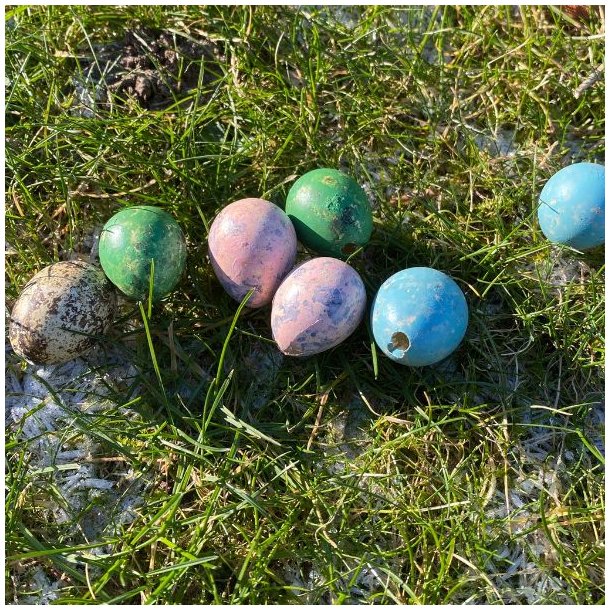 Vagtel�g i mange farver 