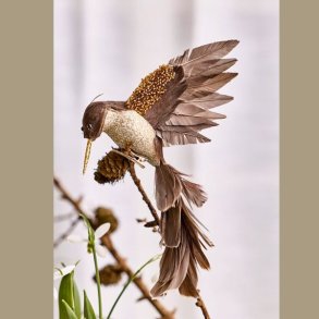 Kolibri