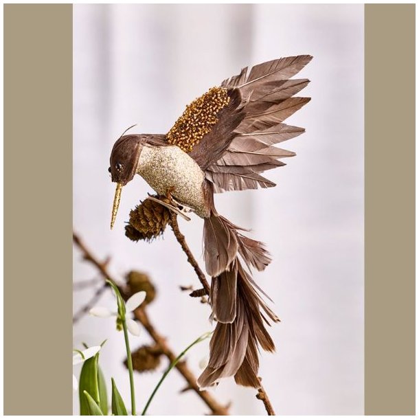 Kolibri